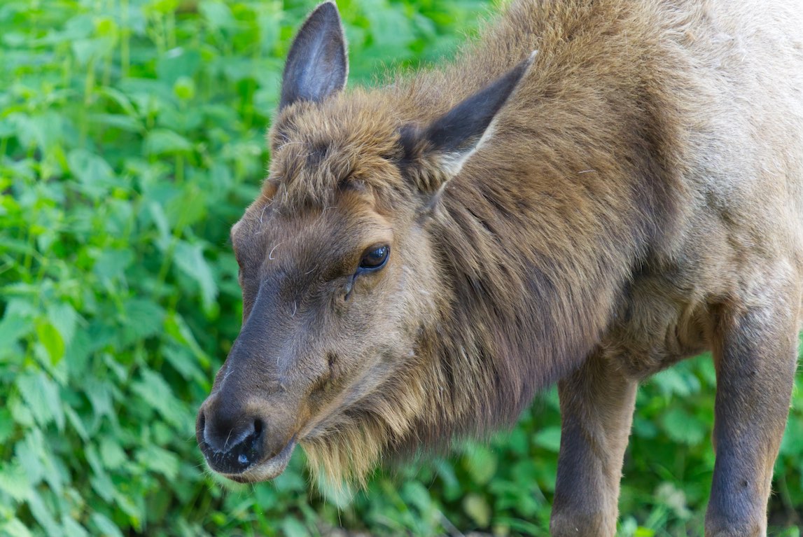 elk 0503